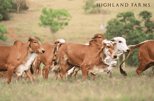 Top 10 High Demanding Milk Producing Desi Cow Breeds in India