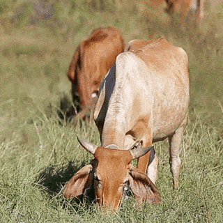 Free Range A2 Cow Milk products