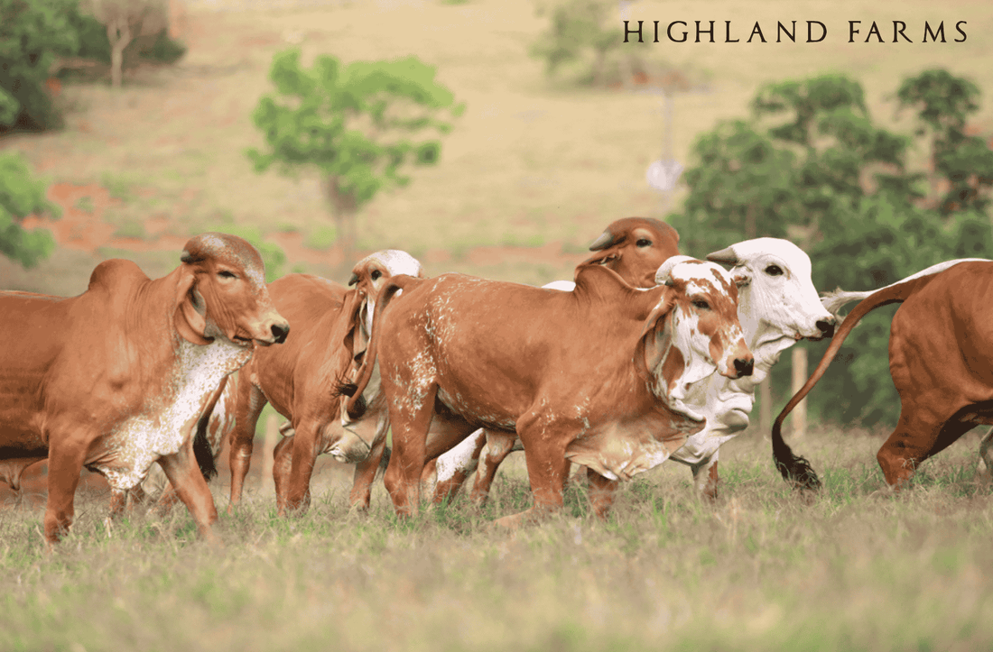 Top 10 High Demanding Milk Producing Desi Cow Breeds in India