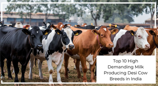 Desi Cow Breeds