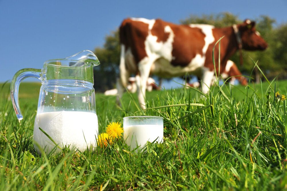 How To Use Desi Cow Milk Ghee For Beautiful Skin?