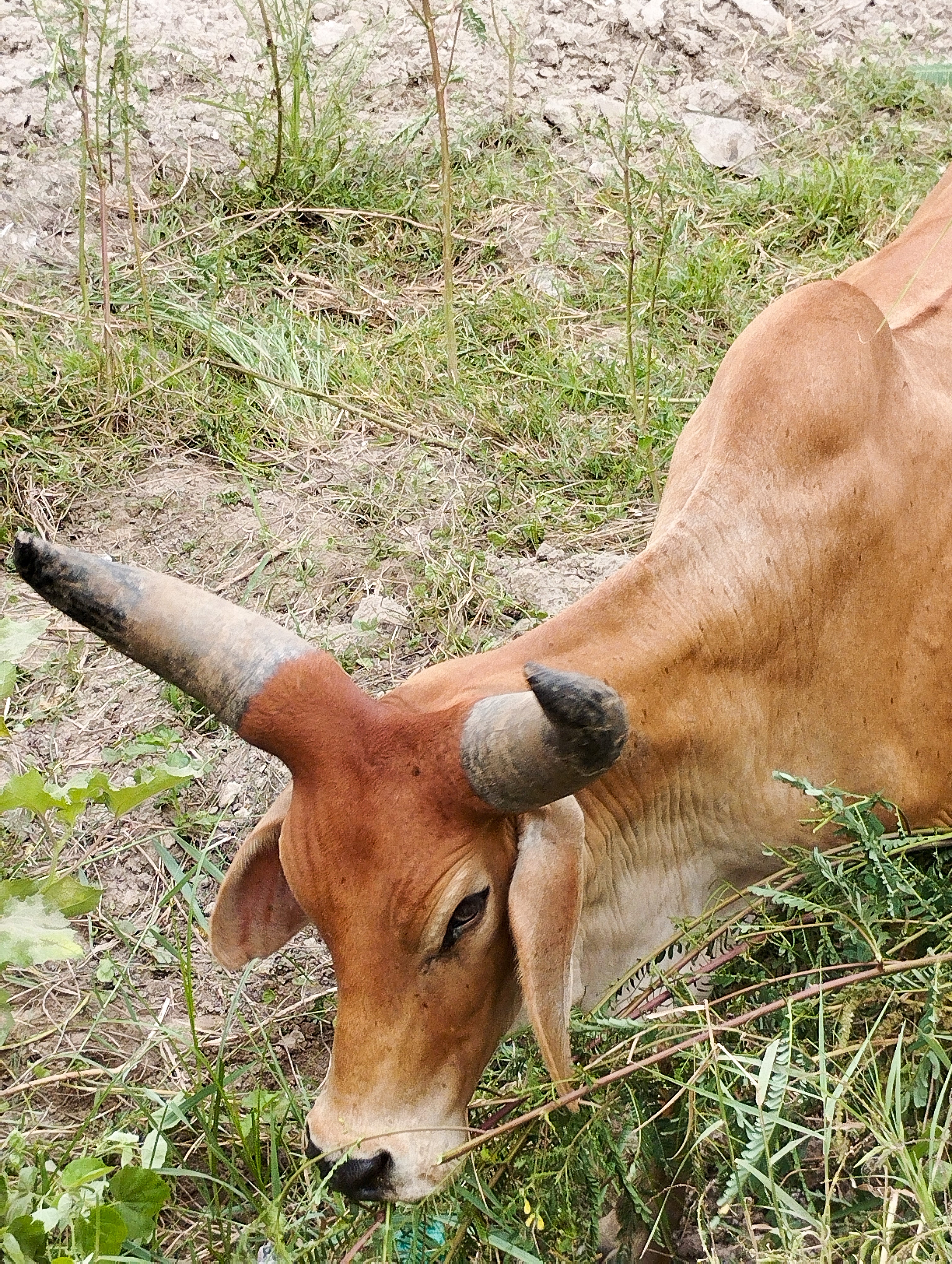 5 Amazing Health Benefits of A2 Cow Milk
